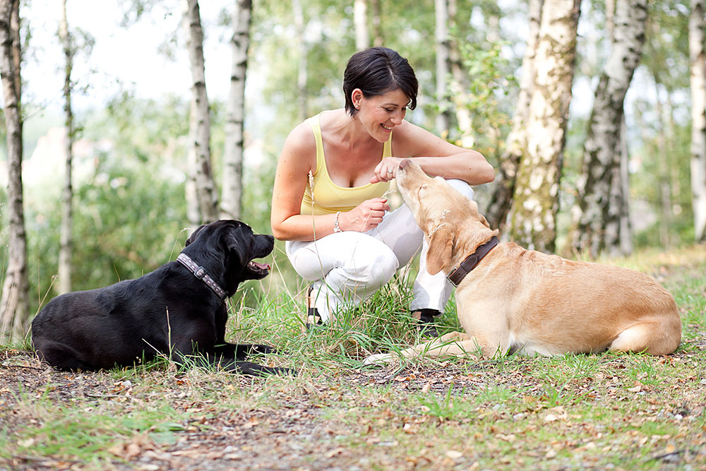 Tierfotos Pferdefotos Hundefotos Katzenfotos